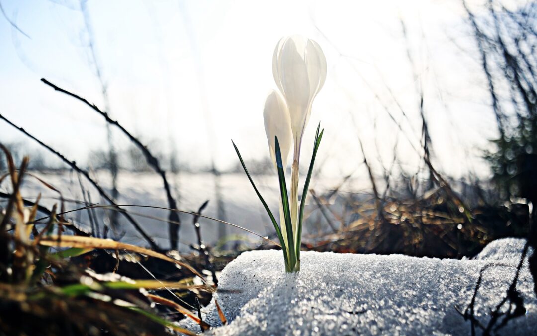 De winter gaat over in de lente